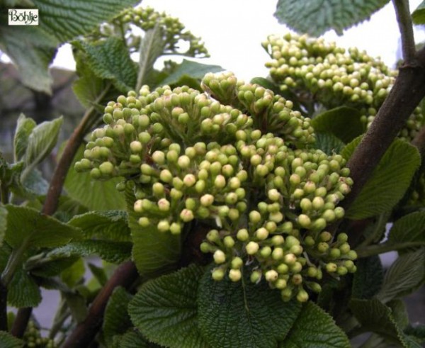 Viburnum lantana -wolliger Schneeball-