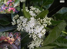 Viburnum nudum -Schneeball-