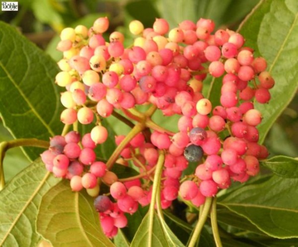 Viburnum nudum 'Winterthur' 