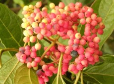 Viburnum nudum 'Winterthur' 