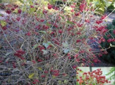 Viburnum opulus 'Compactum' -Zwerg Schneeball-