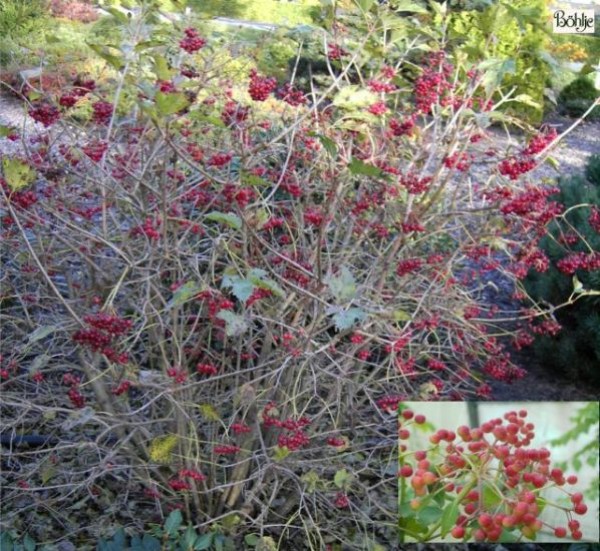 Viburnum opulus 'Compactum' -Zwerg Schneeball-