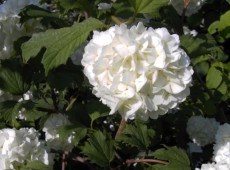 Viburnum opulus 'Roseum' ('Sterile') -Schneeball-