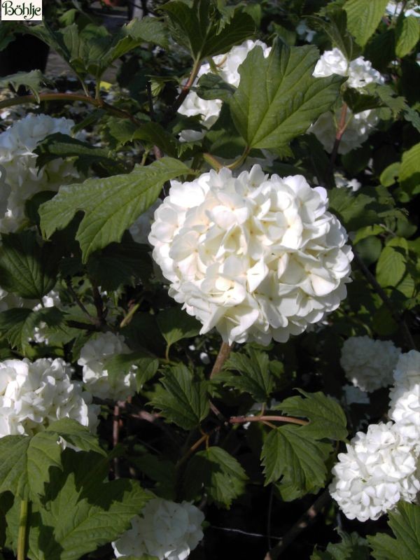 Viburnum opulus 'Roseum' ('Sterile') -Schneeball-