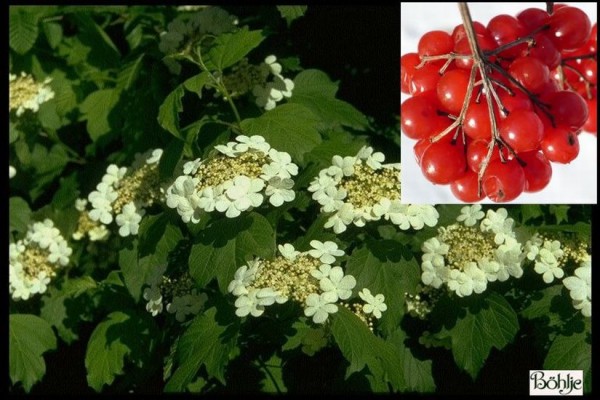 Viburnum opulus - gemeiner / gewöhnlicher Schneeball -