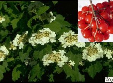 Viburnum opulus - gemeiner / gewöhnlicher Schneeball -