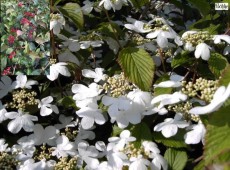 Viburnum plicatum 'Dart's Red Robin' -japanischer Schneeball-