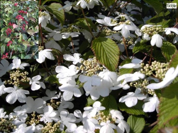 Viburnum plicatum 'Dart's Red Robin' -japanischer Schneeball-