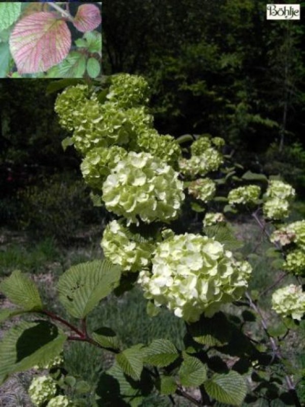 Viburnum plicatum 'Grandiflorum' ('Rotundifolium') -japanischer Schneeball-