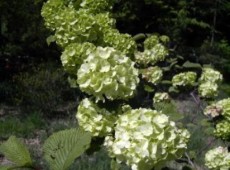 Viburnum plicatum 'Grandiflorum' ('Rotundifolium') -japanischer Schneeball-