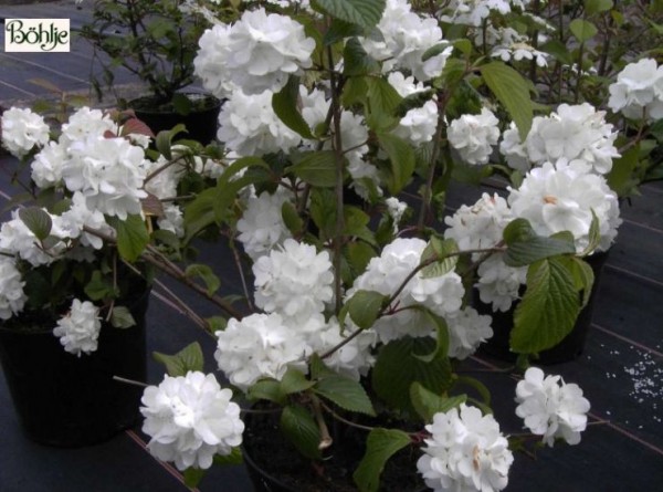 Viburnum plicatum 'Janny' -Schneeball-