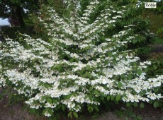 Viburnum plicatum 'Mariesii' -Schneeball-