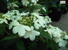 Viburnum plicatum 'Summer Snowflake'