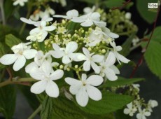 Viburnum plicatum 'Watanabe' -Zwergschneeball-