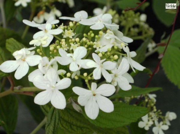 Viburnum plicatum 'Watanabe' -Zwergschneeball-