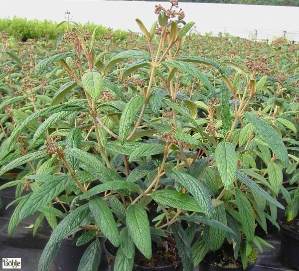 Viburnum rhytidophyllum -immergrüner Schneeball-
