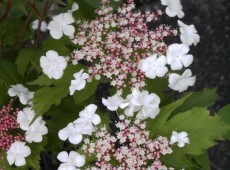 Viburnum sargentii 'Onondaga' -Schneeball-