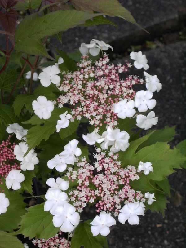 Viburnum sargentii 'Onondaga' -Schneeball-