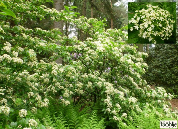 Viburnum sieboldii