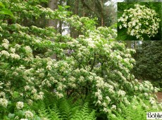 Viburnum sieboldii