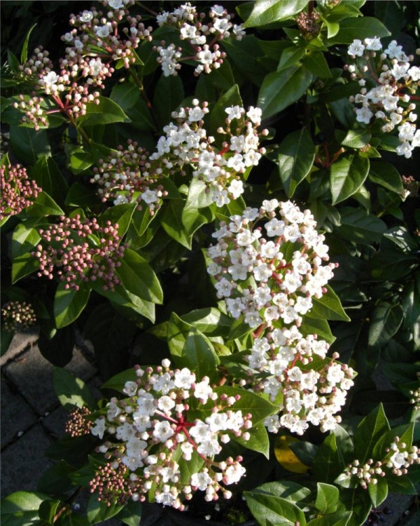 Viburnum tinus -Lorbeerschneeball-