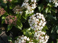 Viburnum tinus -Lorbeerschneeball-