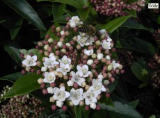 Viburnum tinus 'Eve Price'