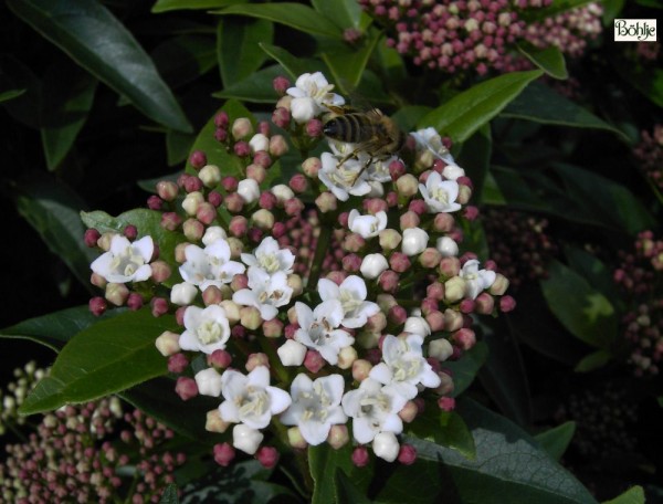 Viburnum tinus 'Eve Price'