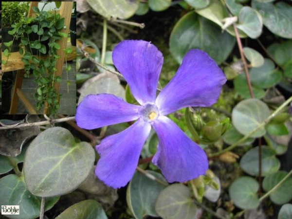 Vinca major subsp. balcanica