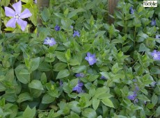 Vinca minor -kleinblättriges Immergrün-