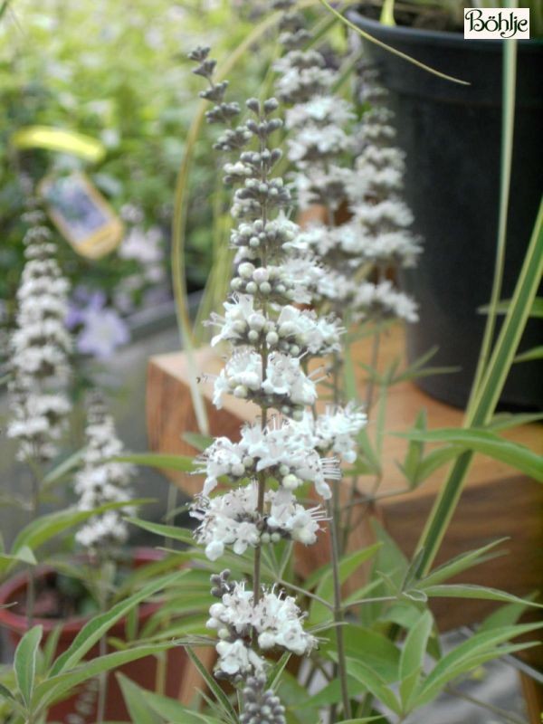 Vitex agnus-castus 'Albus'