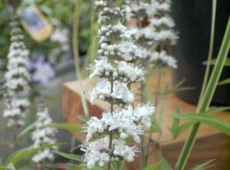 Vitex agnus-castus 'Albus'