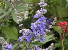 Vitex agnus-castus - Mönchspfeffer -