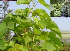 Vitis vinifera in Sorten -veredelte Weinrebe- (z. B. 'Bianca', 'Phönix', 'Regent')