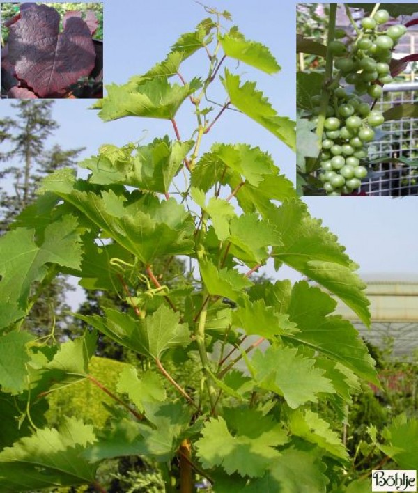 Vitis vinifera in Sorten -veredelte Weinrebe- (z. B. 'Bianca', 'Phönix', 'Regent')