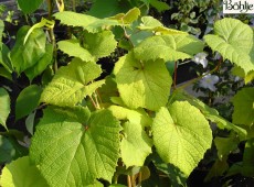 Vitis coignetiae -Scharlachwein-