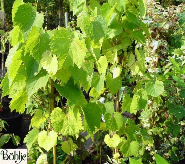 Vitis riparia -Uferrebe-