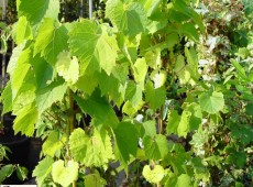 Vitis riparia -Uferrebe-