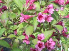 Weigela 'Bristol Ruby'