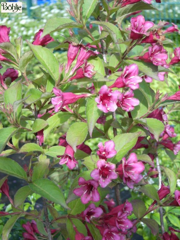 Weigela 'Bristol Ruby'