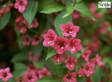 Weigela 'Eva Rathke'