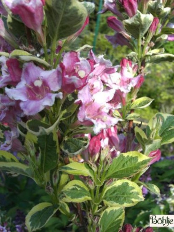 Weigela 'Nana Variegata'