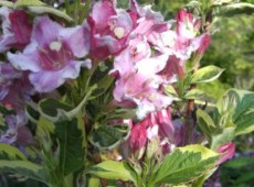 Weigela 'Nana Variegata'