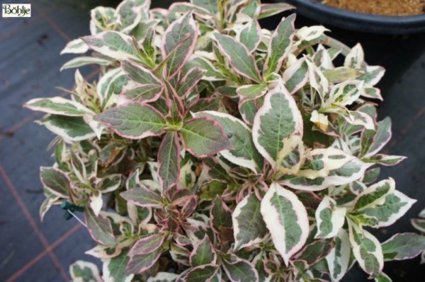 Weigela florida 'Monet' ® - Zwergweigelie -