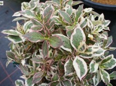 Weigela florida 'Monet' ® - Zwergweigelie -