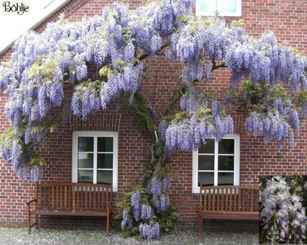 Wisteria floribunda -Blauregen-