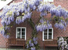 Wisteria floribunda -Blauregen-