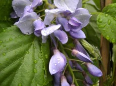 Wisteria floribunda 'Typ Böhlje' -Blaurege / Glycine-