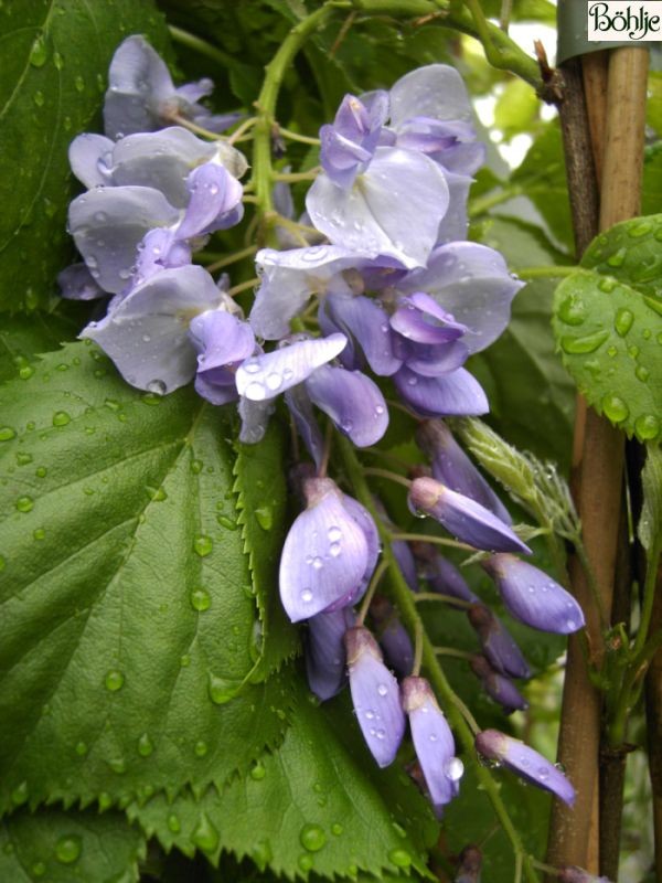 Wisteria floribunda 'Typ Böhlje' -Blaurege / Glycine-